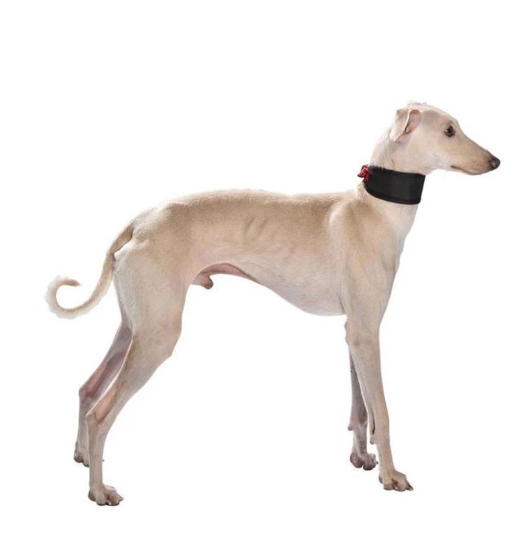 Obojok pre chrty Bobby Oscar Greyhound Black M 1
