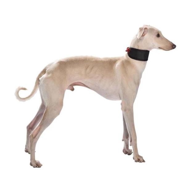 Obojok Bobby Oscar Greyhound Red M 1