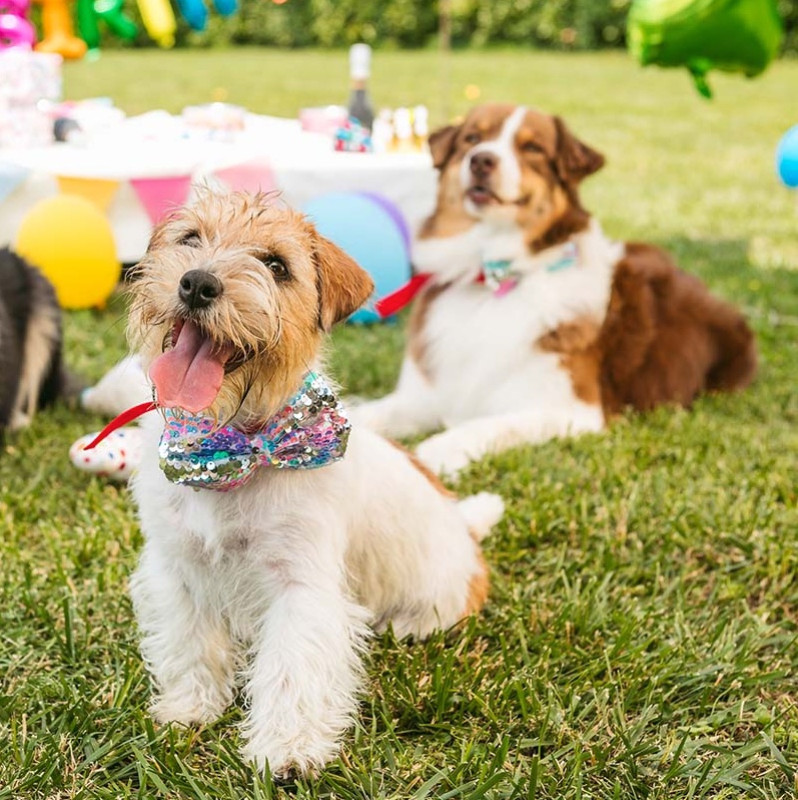 Motýlik pre psa Party 1