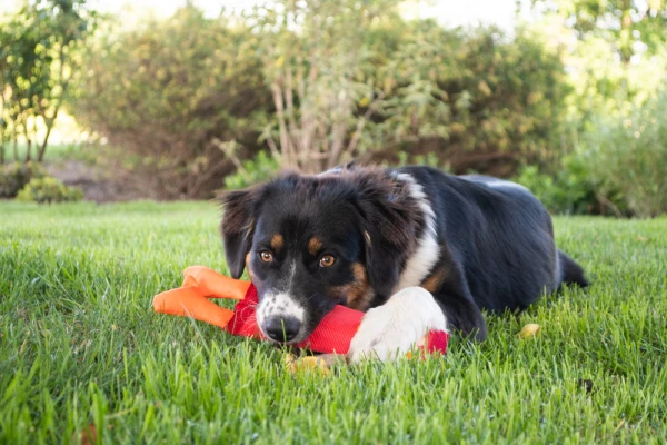 Hračka Hozies Jeffrey Jungle M 3