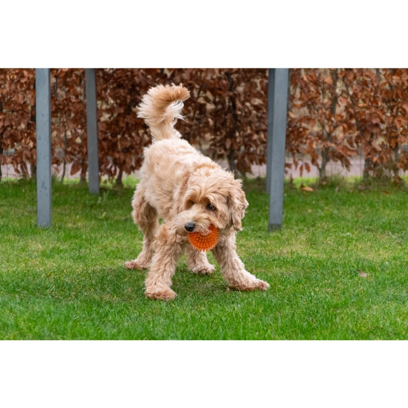 Loptička Dog Comets Exoplanet Spiky Ball L Orange 2