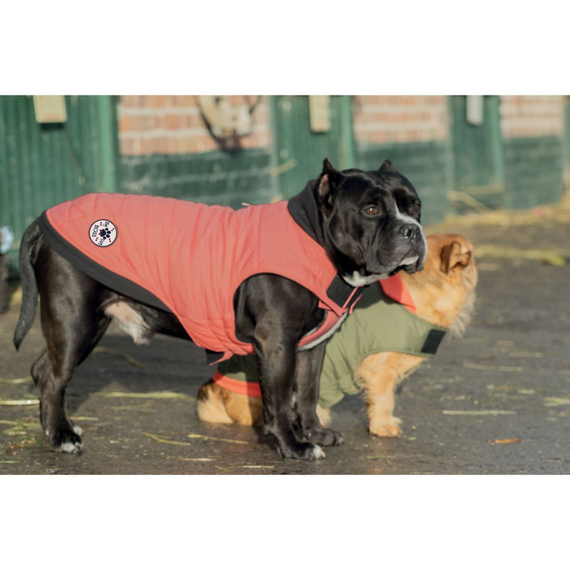 Bunda pre buldogov Costaud Blush B56XL 1