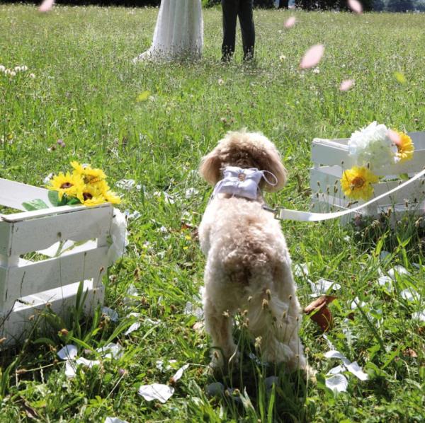 Postroj Ceremony Dog Ring Holder