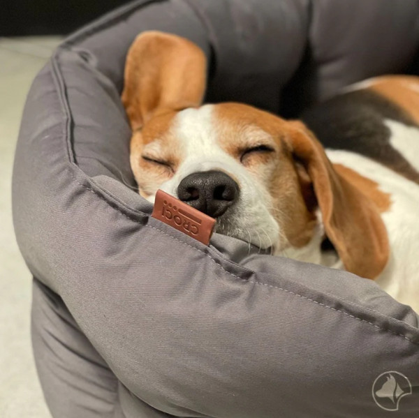 Pelech Revenant Ellipse 2