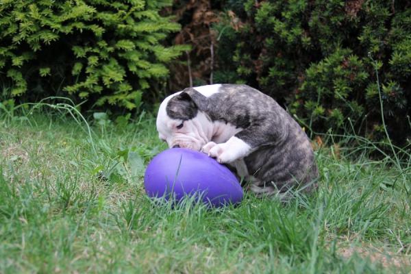 Interaktívna lopta Jolly Egg Purple