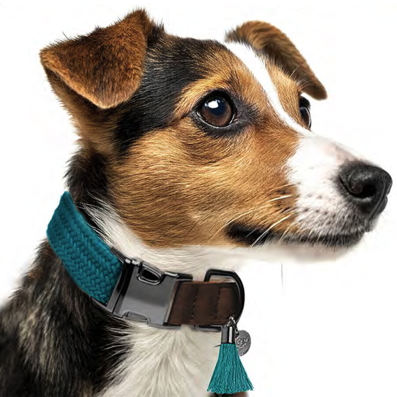 Obojok Kaya Pétrole 1